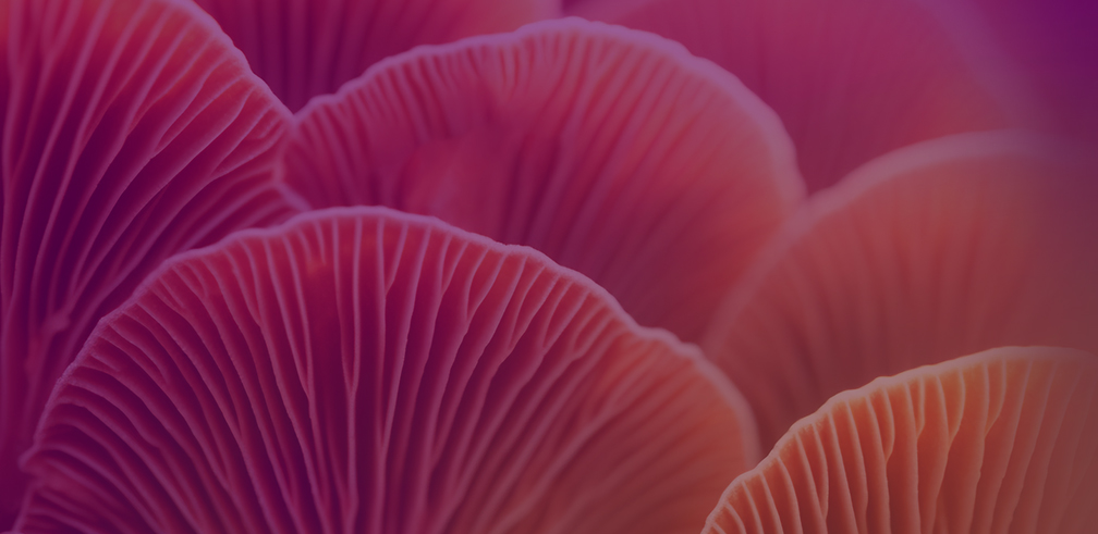 Curso post-congreso: hongos y plantas adaptogenas